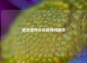 德信德州扑克赌博闫国荣