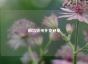 德信德州扑克安卓
