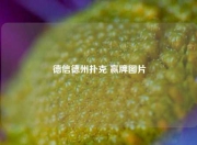 德信德州扑克 赢牌图片
