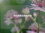 天山网德信德州扑克
