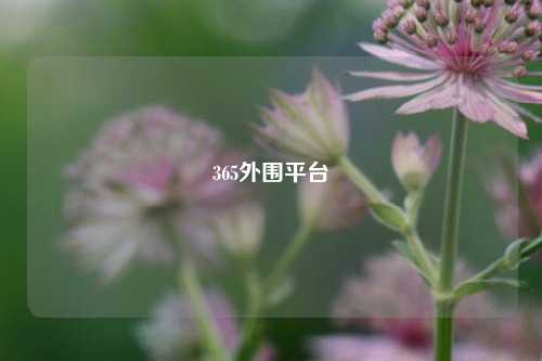 365外围平台
