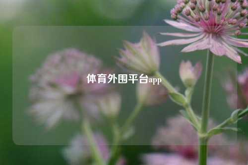 体育外围平台app